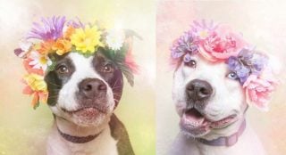Banner image for Sophie Gamand Breaks the Fierce Appearance of Pit Bulls