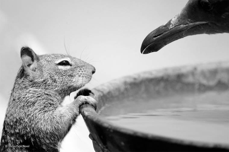 Banner image for 【Photography】wildlife Photographer of the Year 2015