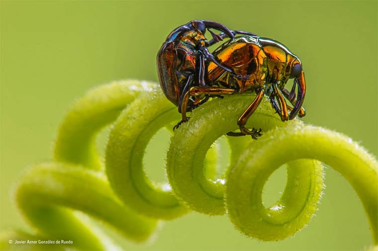 Banner image for 【Photography】wildlife Photographer of the Year 2015