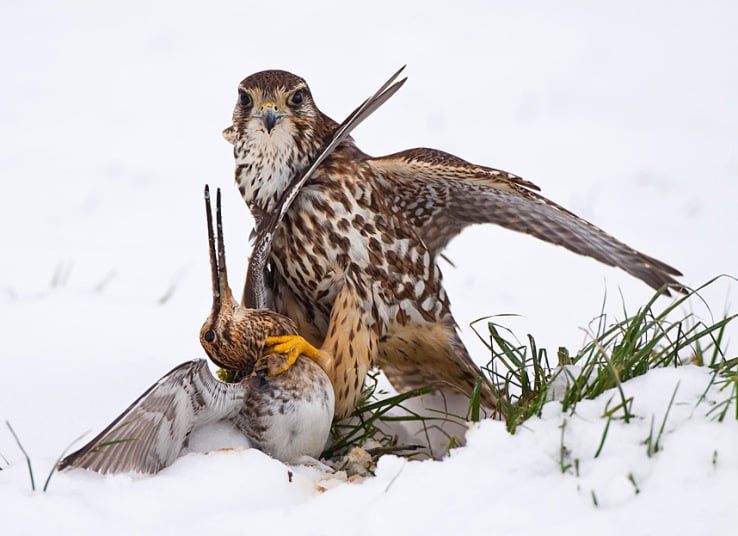 Banner image for 【Photography】wildlife Photographer of the Year 2015