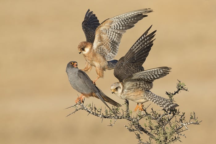 Banner image for 【Photography】wildlife Photographer of the Year 2015