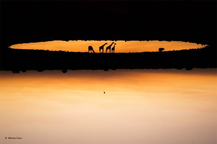 Banner image for 【Photography】wildlife Photographer of the Year 2015
