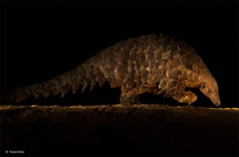 Banner image for 【Photography】wildlife Photographer of the Year 2015