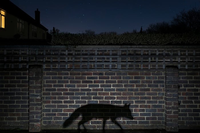 Banner image for 【Photography】wildlife Photographer of the Year 2015