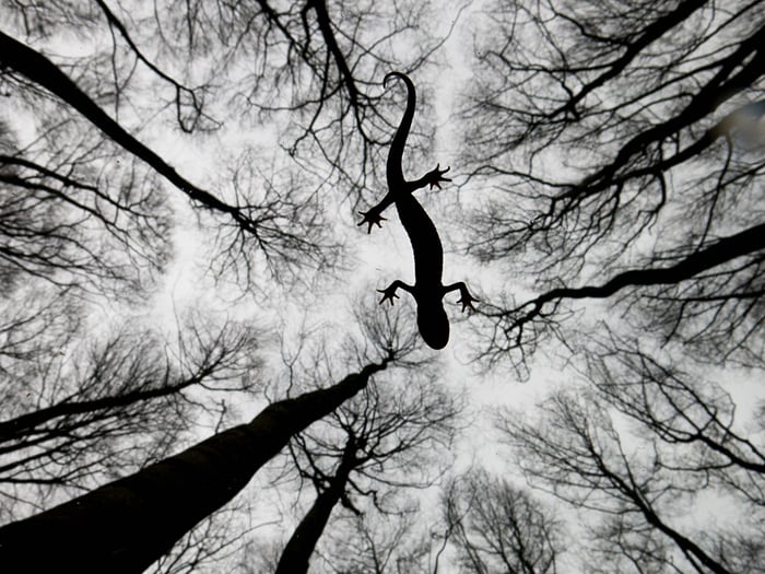 Banner image for 【Photography】wildlife Photographer of the Year 2015