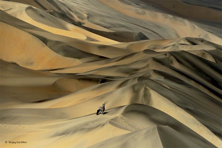 Banner image for 【Photography】wildlife Photographer of the Year 2015