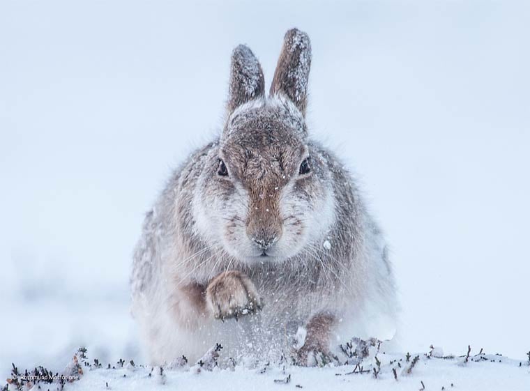 Banner image for 【Photography】wildlife Photographer of the Year 2015