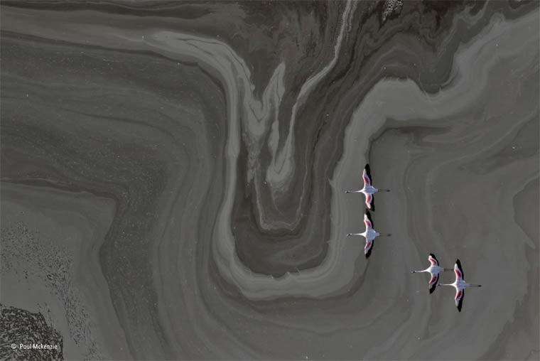Banner image for 【Photography】wildlife Photographer of the Year 2015