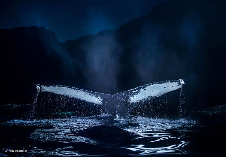 Banner image for 【Photography】wildlife Photographer of the Year 2015