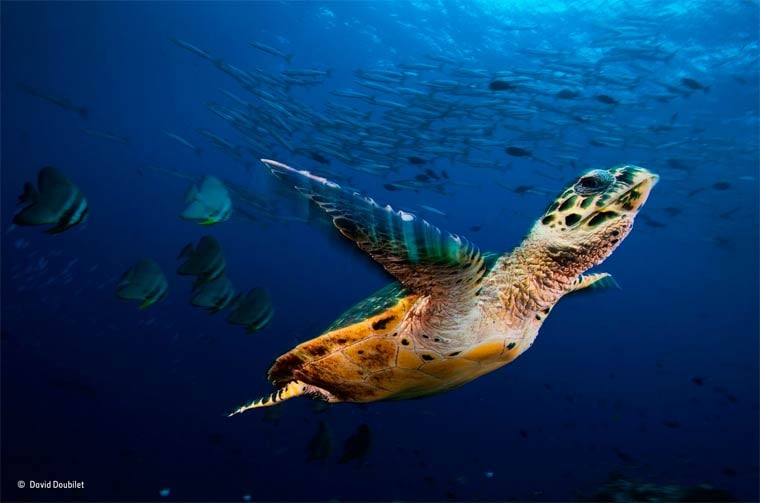 Banner image for 【Photography】wildlife Photographer of the Year 2015