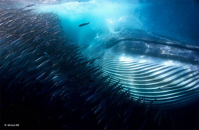 Banner image for 【Photography】wildlife Photographer of the Year 2015