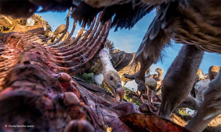 Banner image for 【Photography】wildlife Photographer of the Year 2015