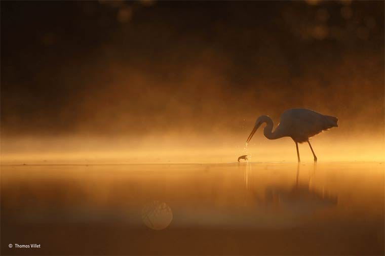 Banner image for 【Photography】wildlife Photographer of the Year 2015
