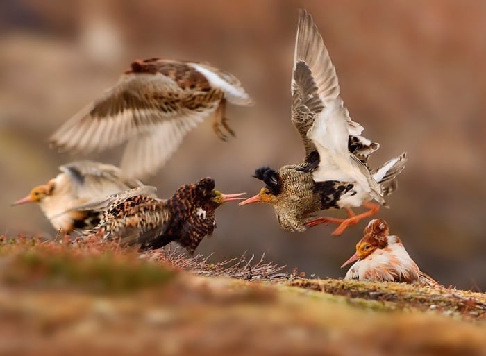 Banner image for 【Photography】wildlife Photographer of the Year 2015