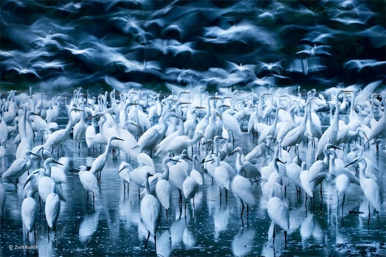 Banner image for 【Photography】wildlife Photographer of the Year 2015