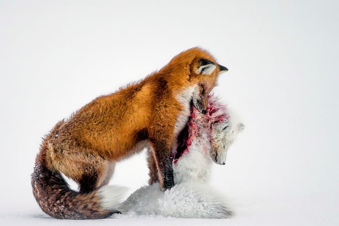 Banner image for 【Photography】wildlife Photographer of the Year 2015