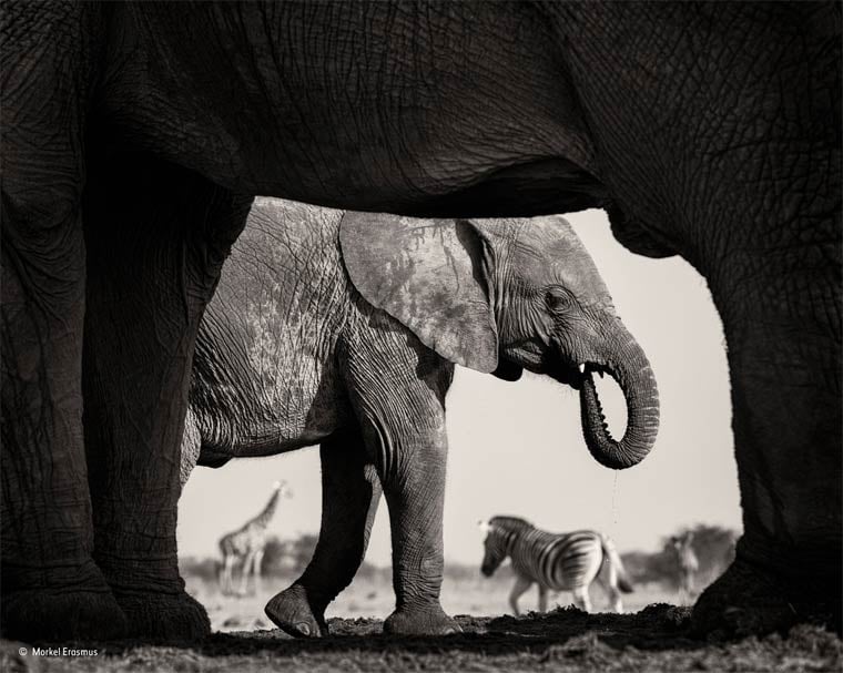 Banner image for 【Photography】wildlife Photographer of the Year 2015